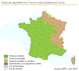 Carte de frelons asiatiques en France